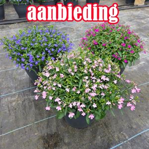Bild von TP26 Lobelia actie Purple